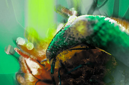 Tentacle Eyed Marsh Slug Slithering Over Flower (Green Tint Photo)