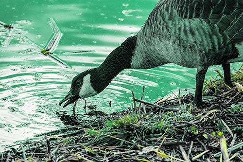 Thirsty Canadian Goose Drinking Water Along Shore (Green Tint)