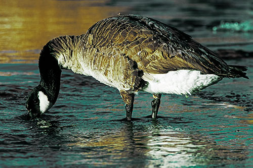 Thirsty Goose Drinking Ice River Water (Green Tint Photo)