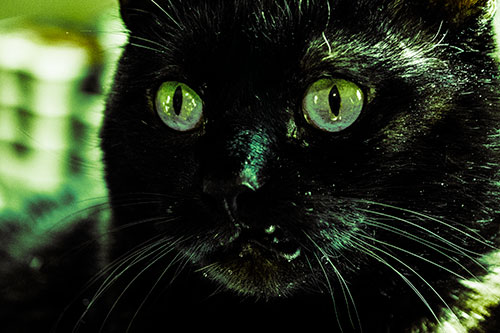 Thirsty Wide Eyed Black Cat (Green Tint)