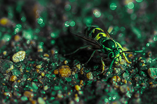 Thirsty Yellowjacket Wasp Among Soaked Sparkling Rocks (Green Tint Photo)