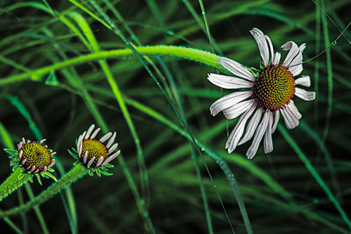 Three Blossoming Coneflowers Among Light Dewy Grass (Green Tint Photo)