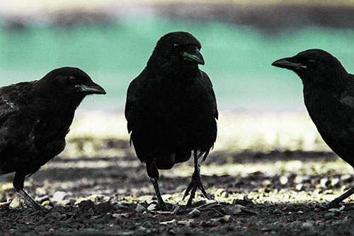 Three Crows Plotting Their Next Move (Green Tint Photo)