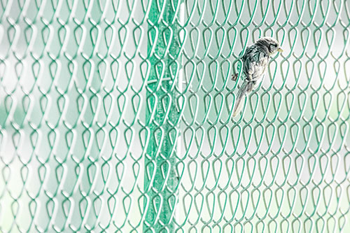 Tiny Cassins Finch Bird Clasping Chain Link Fence (Green Tint Photo)