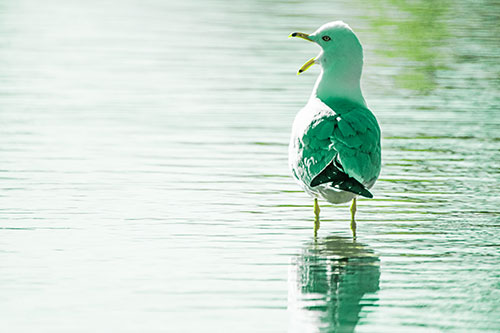 Tired Seagull Yawning Among Shallow Water (Green Tint)