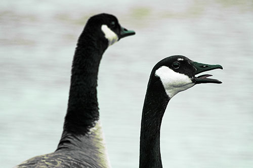 Tongue Screaming Canadian Goose Honking Towards Intruders (Green Tint Photo)