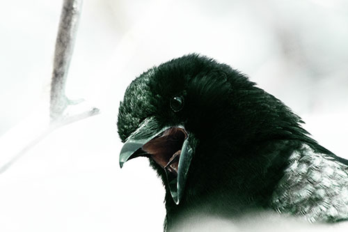 Tongue Screaming Crow Among Light (Green Tint Photo)