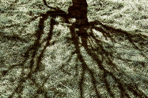 Tree Branch Shadows Creepy Crawling Over Dead Grass (Green Tint Photo)