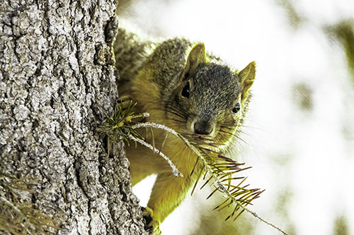 Tree Peekaboo With A Squirrel (Green Tint Photo)