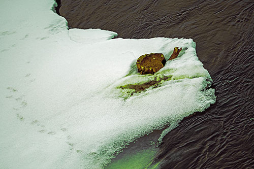 Tree Stump Eyed Snow Face Creature Along River Shoreline (Green Tint Photo)