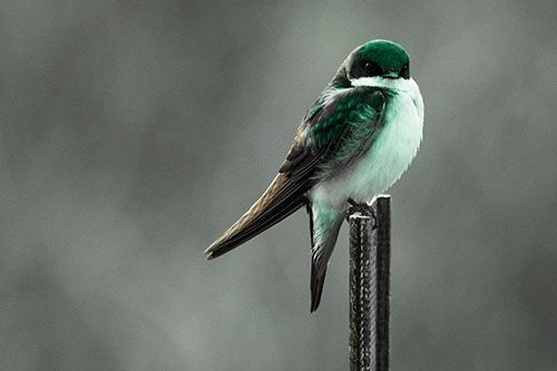 Tree Swallow Keeping Watch (Green Tint Photo)