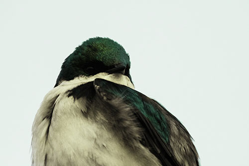 Tree Swallow Watching Surroundings (Green Tint Photo)