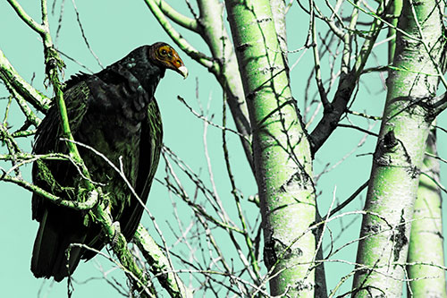 Turkey Vulture Perched Atop Tattered Tree Branch (Green Tint Photo)
