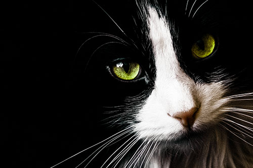 Tuxedo Cat Stares Among Darkness (Green Tint)