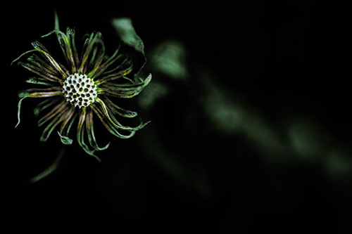 Twirling Aster Flower Among Darkness (Green Tint Photo)