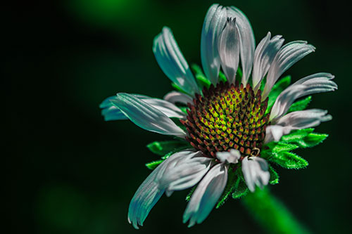 Twirling Petal Coneflower Among Shade (Green Tint Photo)