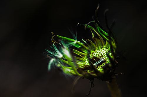 Twisting Tattered Dandelion Radar Dish Head (Green Tint Photo)
