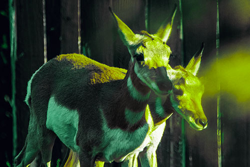 Two Baby Pronghorns Walking Along Fence (Green Tint Photo)
