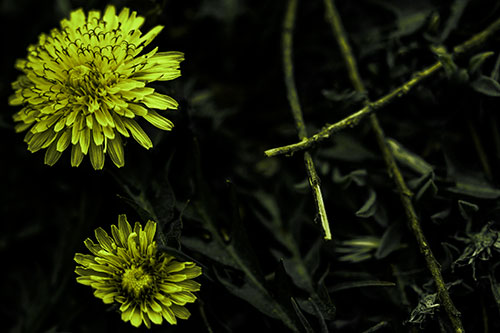 Two Blooming Taraxacum Flowers (Green Tint Photo)