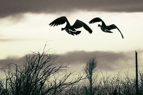 Two Canadian Geese Flying Over Trees (Green Tint Photo)