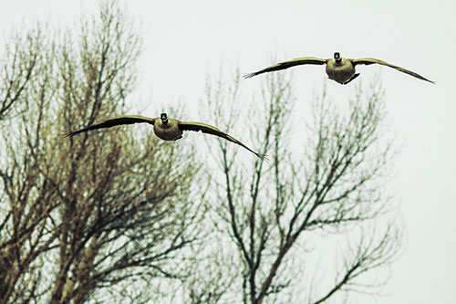 Two Canadian Geese Honking During Flight (Green Tint Photo)