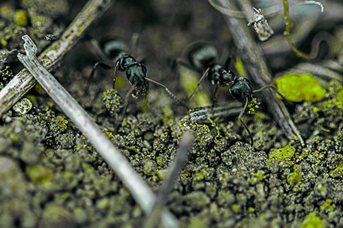 Two Carpenter Ants Working Hard Among Soil (Green Tint Photo)
