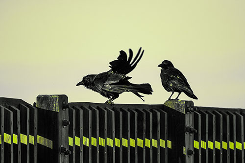 Two Crows Gather Along Wooden Fence (Green Tint Photo)