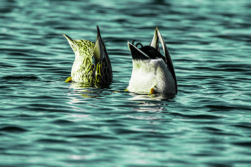 Two Ducks Upside Down In Lake (Green Tint Photo)