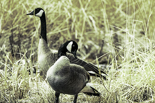 Two Geese Contemplating A Swim In Lake (Green Tint Photo)