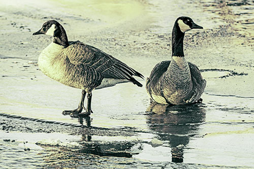 Two Geese Embrace Sunrise Atop Ice Frozen River (Green Tint Photo)