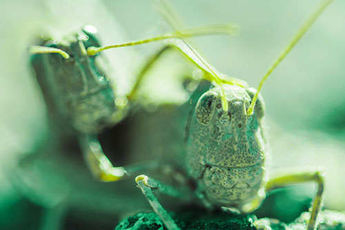 Two Grasshopper Buddies Smiling Among Sunlight (Green Tint Photo)