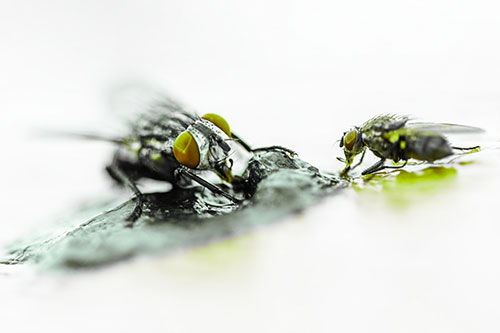Two Hungry Cluster Flies Feasting Together (Green Tint)