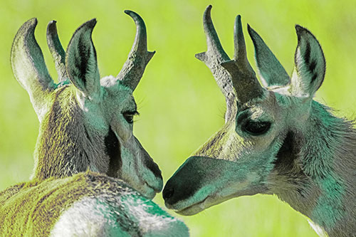Two Loving Pronghorns Kissing Each Other (Green Tint)