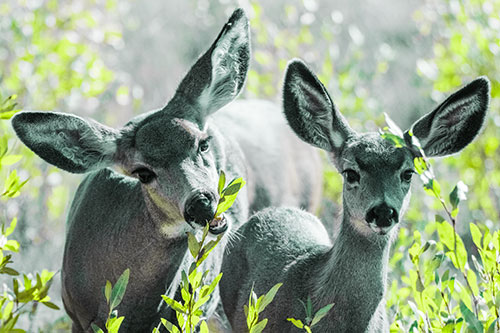 Two Mule Deer Enjoying Leafy Breakfast (Green Tint)