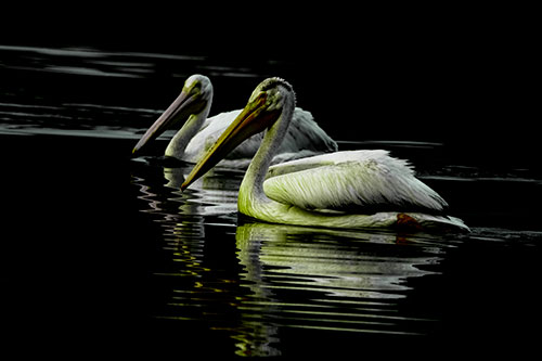 Two Pelicans Floating In Dark Lake Water (Green Tint Photo)