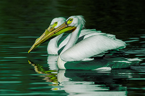 Two Pelicans Swimming In Unison (Green Tint)