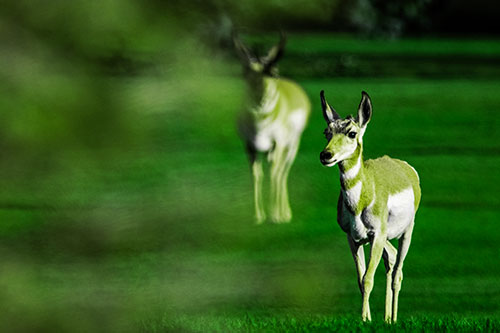 Two Pronghorns Walking Across Freshly Cut Grass (Green Tint Photo)