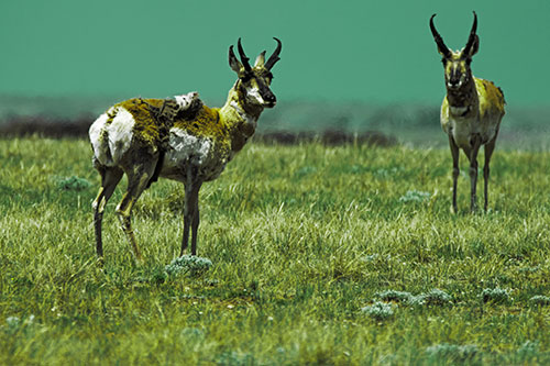 Two Shedding Pronghorns Among Grass (Green Tint Photo)