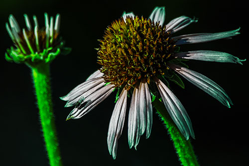 Two Towering Coneflowers Blossoming (Green Tint Photo)