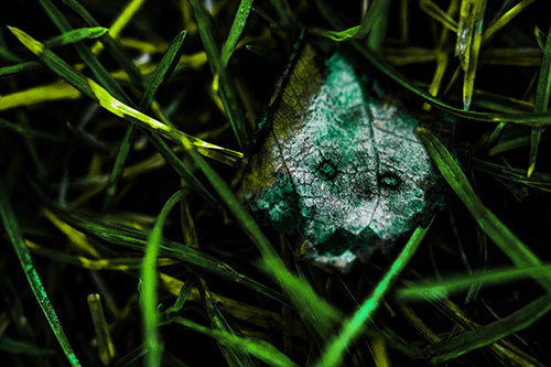 Upset Decaying Leaf Face Hiding Among Twisting Grass Blades (Green Tint)