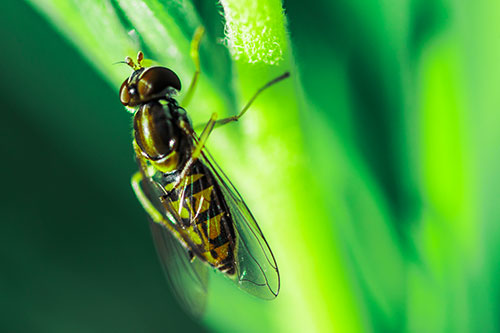 Vertical Leg Contorting Hoverfly (Green Tint Photo)