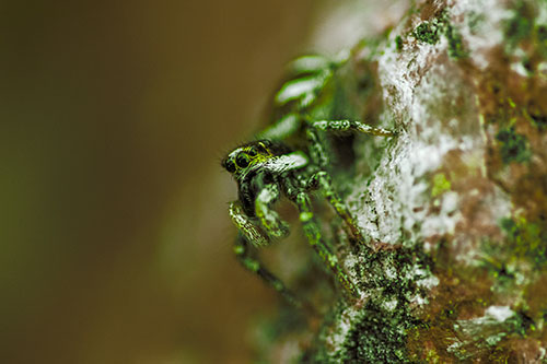 Vertical Perched Jumping Spider Extends Fangs (Green Tint Photo)