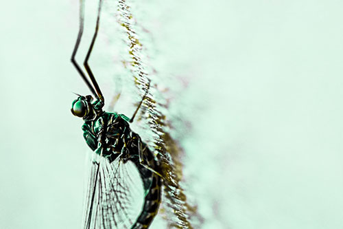 Vertical Perched Mayfly Sleeping (Green Tint Photo)