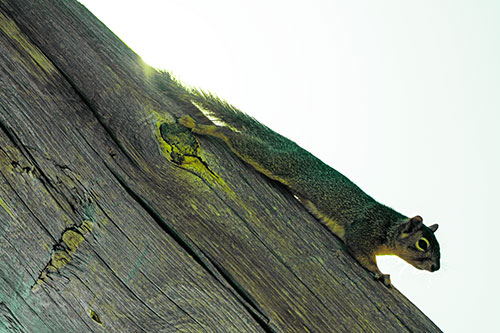Vertical Splooting Squirrel Spread Downward Along Wooden Pole (Green Tint)