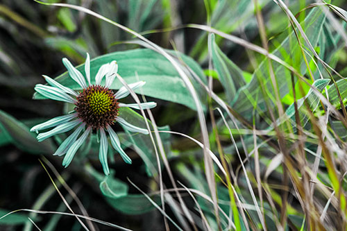 Vibrant Lone Coneflower Beside Plants (Green Tint Photo)