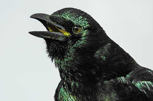Vocal Crow Cawing Towards Sunlight (Green Tint Photo)