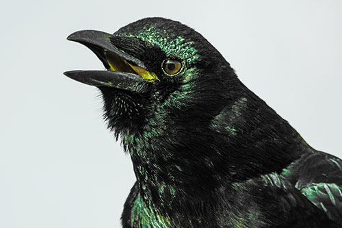 Vocal Crow Cawing Towards Sunlight (Green Tint)