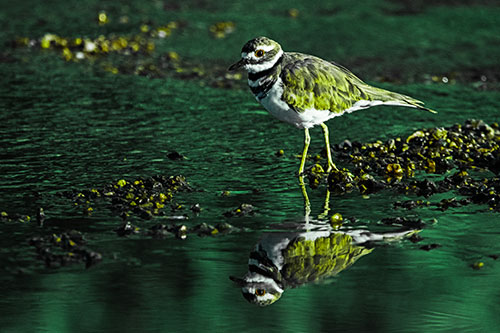 Wading Killdeer Wanders Shallow River Water (Green Tint Photo)