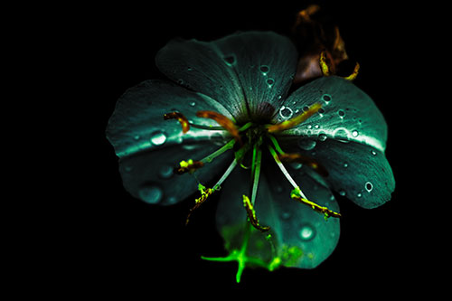 Water Droplet Primrose Flower After Rainfall (Green Tint Photo)