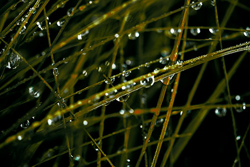 Water Droplets Hanging From Grass Blades (Green Tint Photo)